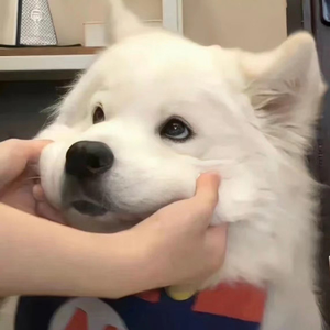 免费在线成人网站
